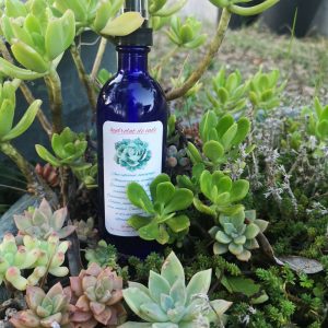 hydrolat de genévrier