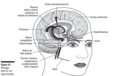 Huiles essentielles et MHz