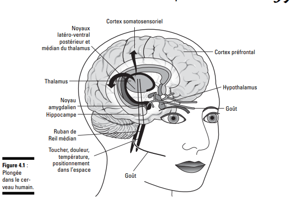 Huiles essentielles et MHz